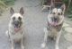 German Shepherd Puppies for sale in Eidson, TN 37731, USA. price: NA