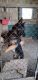 German Shepherd Puppies for sale in Rushville, IN 46173, USA. price: NA