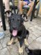 German Shepherd Puppies for sale in Titusville, FL, USA. price: $1,000