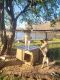 German Shepherd Puppies for sale in Pontotoc County, MS, USA. price: NA