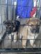 German Shepherd Puppies for sale in Colton, CA, USA. price: $600