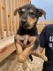 German Shepherd Puppies for sale in 386 Mallard Loop, San Marcos, TX 78666, USA. price: $500