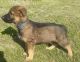 German Shepherd Puppies for sale in Mason, WI 54856, USA. price: NA