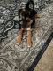 German Shepherd Puppies for sale in Lancaster, CA, USA. price: NA