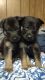 German Shepherd Puppies for sale in Interlachen, FL 32148, USA. price: $400