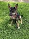 German Shepherd Puppies for sale in 4734 N Cashel Cir, Houston, TX 77069, USA. price: NA