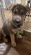 German Shepherd Puppies for sale in Lewisville, NC, USA. price: $800