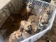 German Shepherd Puppies for sale in Oak Grove Ave, Lewisville, NC 27023, USA. price: $800