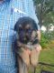German Shepherd Puppies for sale in Goldsboro, NC 27530, USA. price: $500