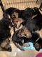 German Shepherd Puppies for sale in Bartonsville, Pocono Township, PA, USA. price: $2,500