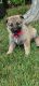 German Shepherd Puppies for sale in South Haven, MI 49090, USA. price: NA