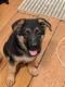 German Shepherd Puppies for sale in McHenry, IL, USA. price: $1,000