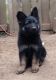German Shepherd Puppies for sale in Creswell, OR 97426, USA. price: $600