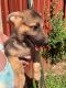 German Shepherd Puppies for sale in Bloomington, IN, USA. price: $400