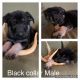 German Shepherd Puppies for sale in Caldwell, OH 43724, USA. price: NA