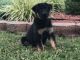 German Shepherd Puppies for sale in Stockton, MO 65785, USA. price: $1,500