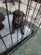 German Shepherd Puppies for sale in Beaverdam, VA 23015, USA. price: $1,000