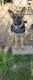 German Shepherd Puppies for sale in Waynesboro, GA 30830, USA. price: $30,000