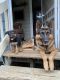 German Shepherd Puppies for sale in Atlanta, GA, USA. price: $600