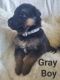 German Shepherd Puppies for sale in Liberty Hill, TX 78642, USA. price: $1,500