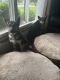 German Shepherd Puppies for sale in Wauconda, IL, USA. price: $600