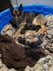 German Shepherd Puppies for sale in Colorado Springs, CO, USA. price: $800