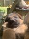 German Shepherd Puppies for sale in Cassville, NY 13318, USA. price: NA