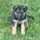German Shepherd Puppies for sale in Georgetown, PA, USA. price: $1,000
