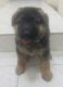 German Shepherd Puppies for sale in Pine Bush, NY 12566, USA. price: NA