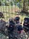 German Shepherd Puppies for sale in Rogers, AR, USA. price: $450