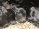 German Shepherd Puppies for sale in Bolivar, MO 65613, USA. price: $1,200