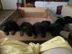 German Shepherd Puppies for sale in West Liberty, KY 41472, USA. price: $250