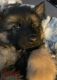 German Shepherd Puppies for sale in Kansas City, MO, USA. price: $300,000