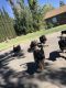 German Shepherd Puppies for sale in Acampo, CA 95220, USA. price: $150