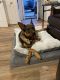 German Shepherd Puppies for sale in Red Bank, NJ, USA. price: $450
