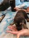 German Shepherd Puppies for sale in Woodbridge, VA 22191, USA. price: $1,500