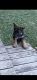 German Shepherd Puppies for sale in Peebles, OH 45660, USA. price: $800
