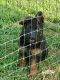German Shepherd Puppies for sale in Fulton, MO 65251, USA. price: $600
