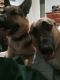 German Shepherd Puppies for sale in Blossom, TX 75416, USA. price: NA