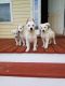 German Shepherd Puppies for sale in 338 Main St, Jeffersonville, GA 31044, USA. price: NA