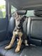 German Shepherd Puppies for sale in Heath, OH, USA. price: NA