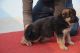 German Shepherd Puppies for sale in Patiala, Punjab, India. price: 13000 INR