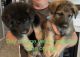 German Shepherd Puppies for sale in Lenoir City, TN 37771, USA. price: NA