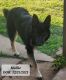 German Shepherd Puppies for sale in Chickasha, OK, USA. price: NA