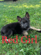 German Shepherd Puppies for sale in Elyria, OH 44035, USA. price: $800