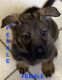 German Shepherd Puppies for sale in Suffolk, VA, USA. price: NA