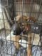 German Shepherd Puppies for sale in Virginia Beach, VA, USA. price: $800