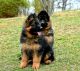 German Shepherd Puppies for sale in McKee, KY 40447, USA. price: NA