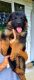 German Shepherd Puppies for sale in Woodruff, SC 29388, USA. price: $1,250