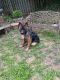 German Shepherd Puppies for sale in Bryn Mawr, PA, USA. price: NA